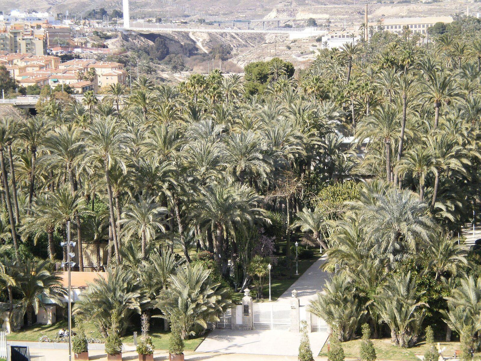 Elche (Elx)