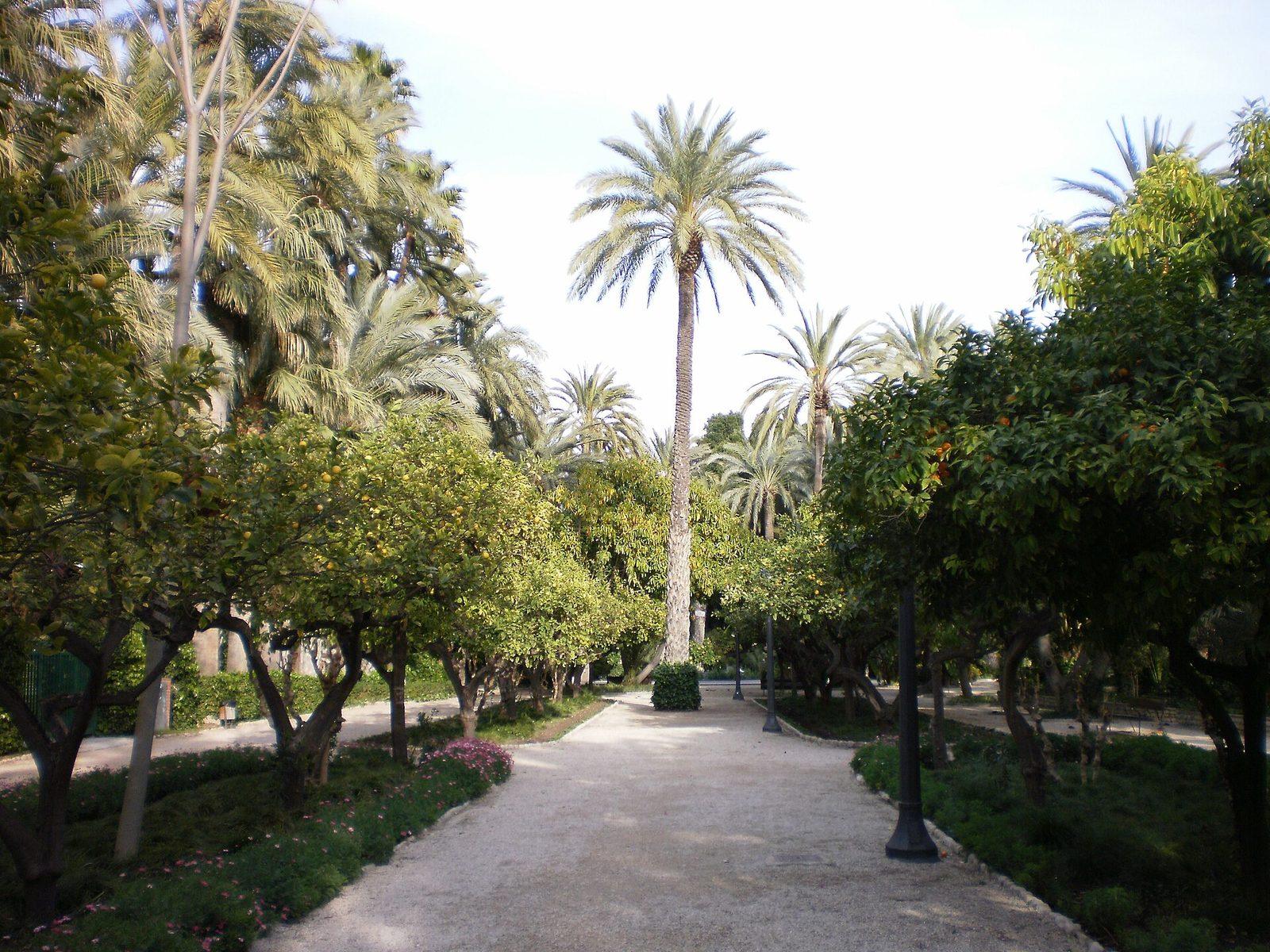 Palmeral de Elche