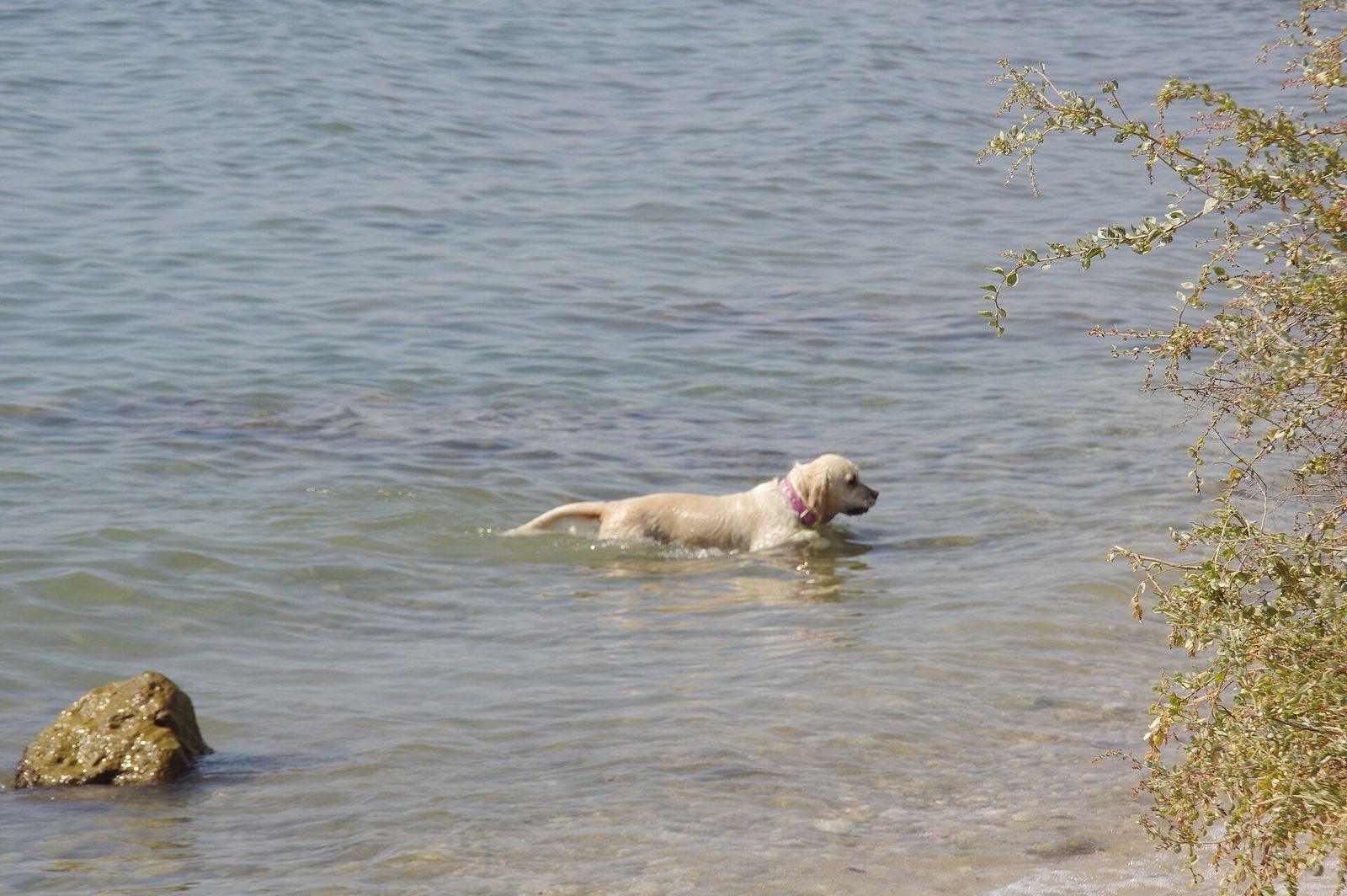 Hundstränder (playas caninas)